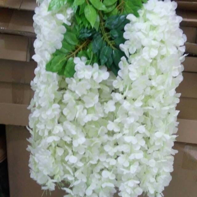 WISTERIA JUMBO PUTIH MURAH /HARGA 1 LUSIN