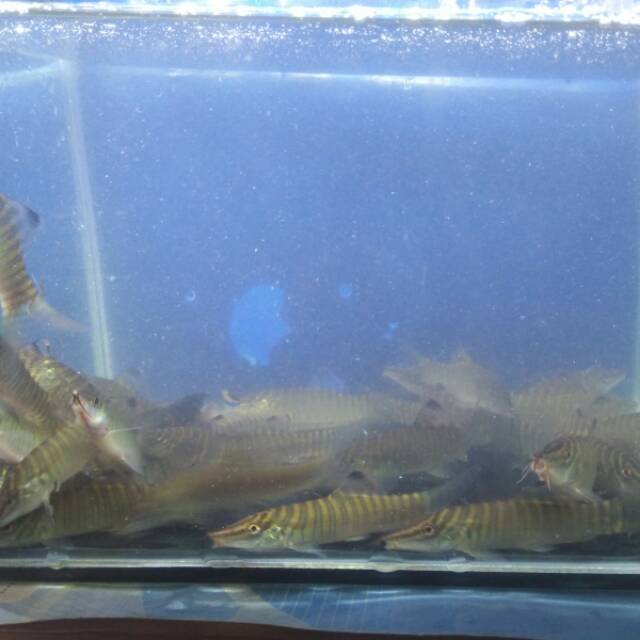 Ikan green botia/taiger botia