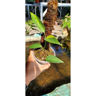 Scindapsus Coreacius Varigata