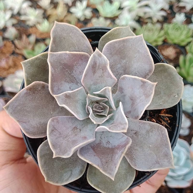 Sukulen Sekulen Echeveria Strictiflora Bustamante " import " - Sukulen Bandung