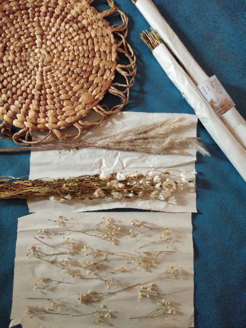 Acroclinium Rodanthe Manglesii Bunga Kering Asli 1 Ikat Import Dried Flower Preserved Flower