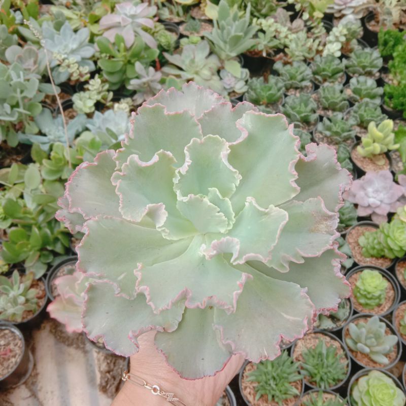 Kaktus Sukulen Echeveria chantilly Medium