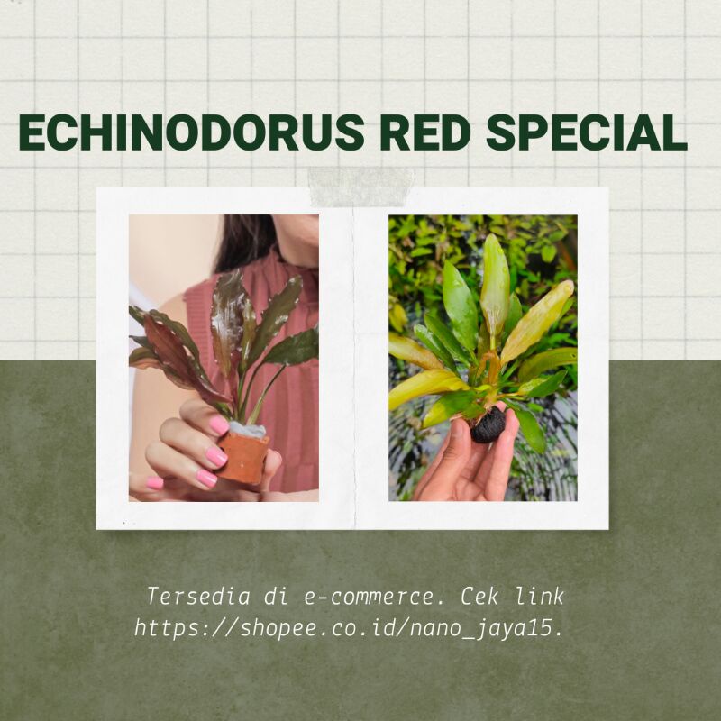 Echinodorus Red Special (Tanaman Aquascape)