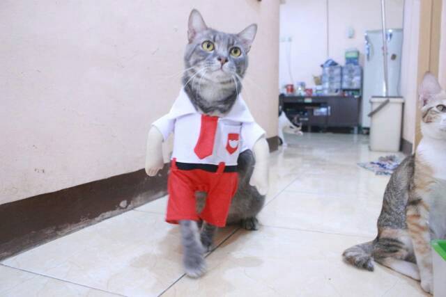 Kostum anak sekolah SD untuk kucing dan anjing lucu baju kucing murah size S M L XL