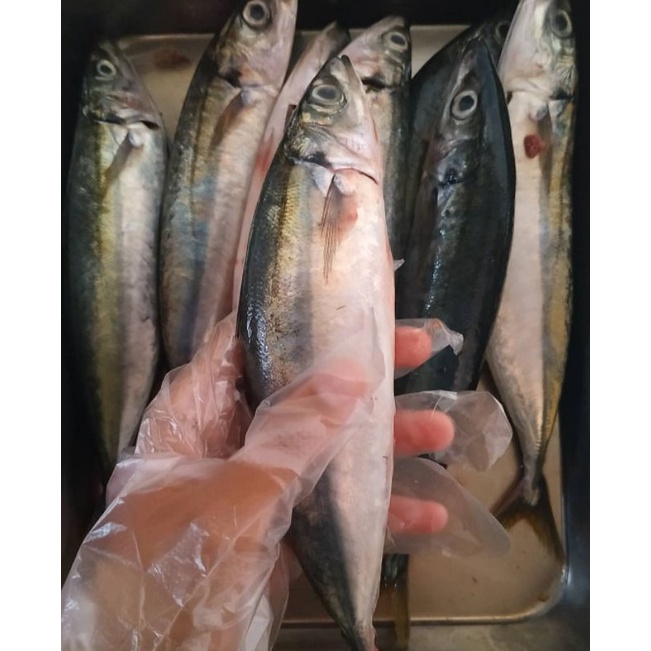 

GEMBUNG LAYANG DENCIS 1kg