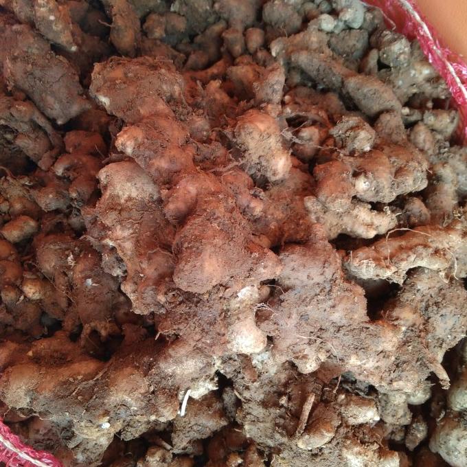 

[[COD]] JAHE EMPRIT 1KG EKSLUSIF Kode 879