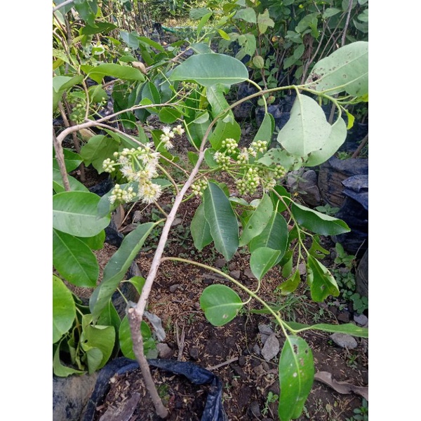 Bibit juwet putih sudah berbunga