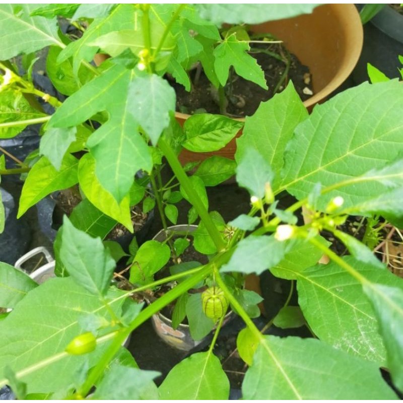 daun batang akar ciplukan segar untuk Meningkatkan sistem kekebalan tubuh.