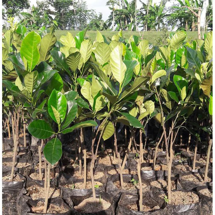 Bibit Buah Cempedak Merah King