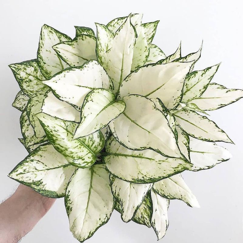 Aglonema Super white bibit import rawatan kategori remaja