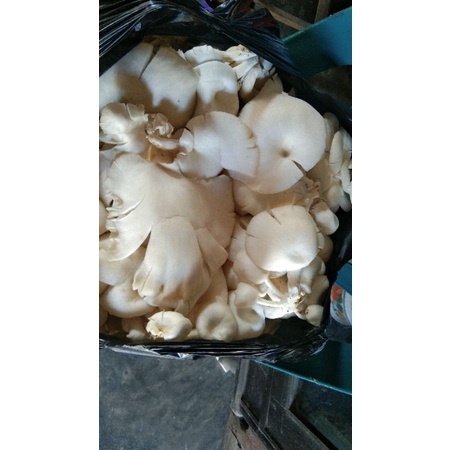 

Jamur Tiram