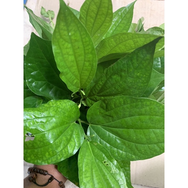 

daun karuk obat batuk kronis 200gr