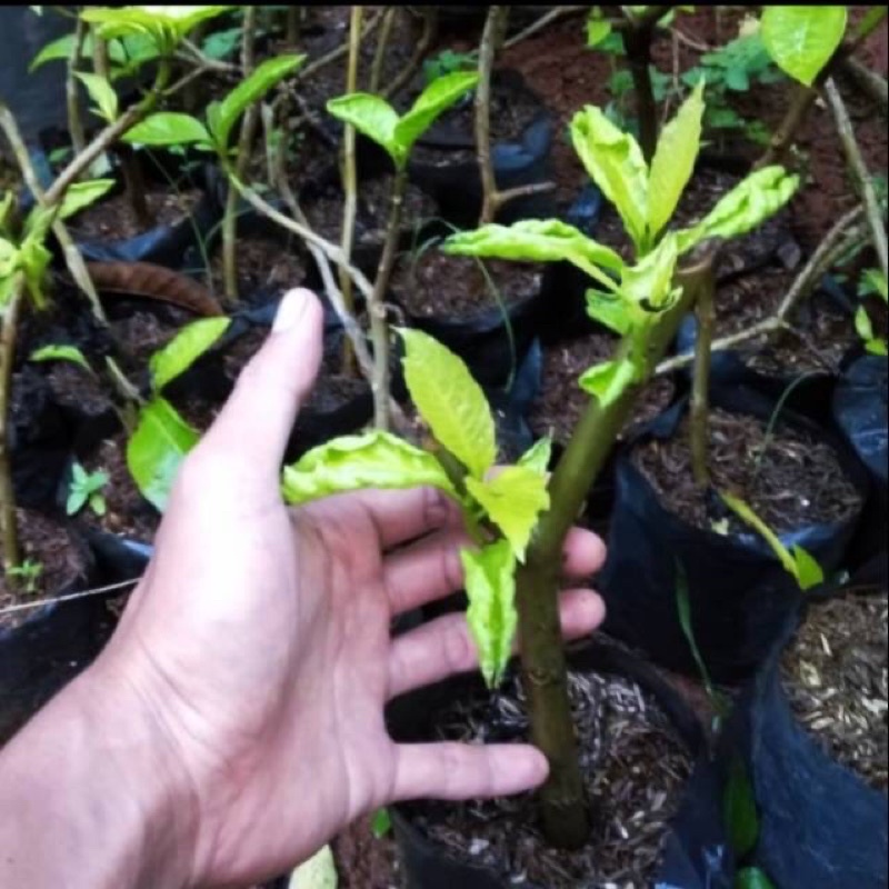 jual bibit stek batang kol banda sudah berakar / bibit kol banda stek