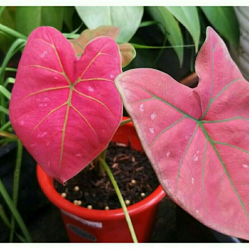 caladium red spideer remaja keladi hias