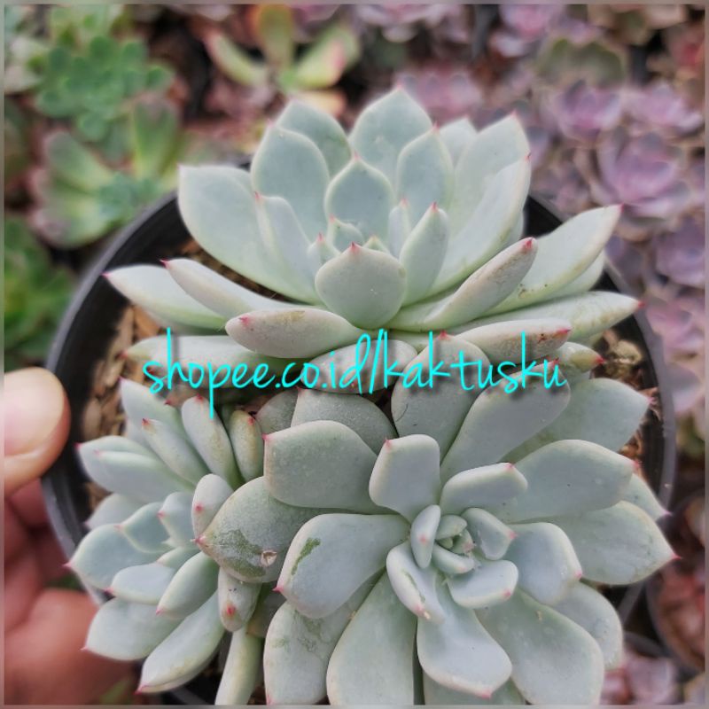 KAKTUS SUKULEN_Echeveria Minima