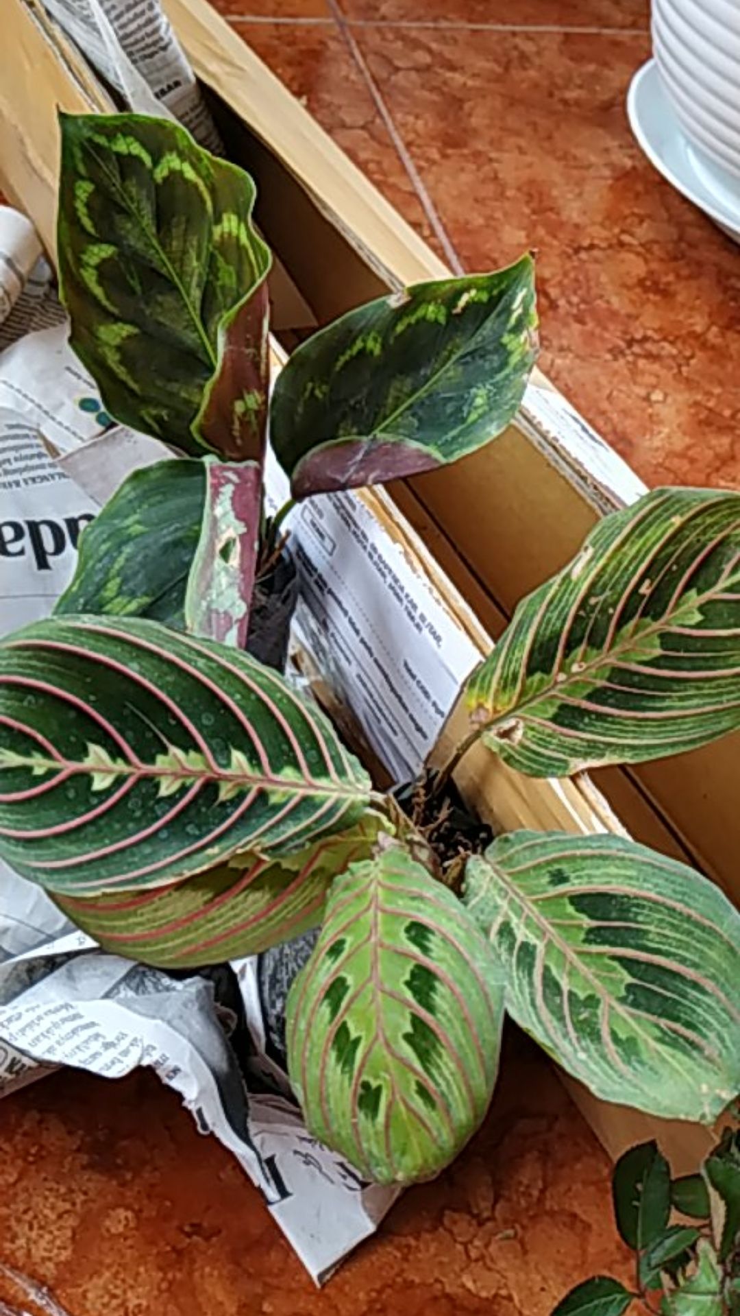 Bibit Tanaman Hias Daun Aglaonema Lipstiksian Aurora