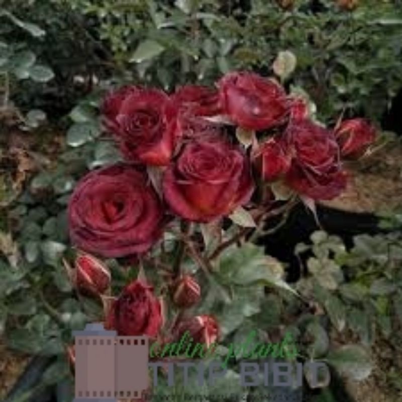 Tanaman Bunga Mawar Red chocolatos Dewasa Berbunga Import Rose