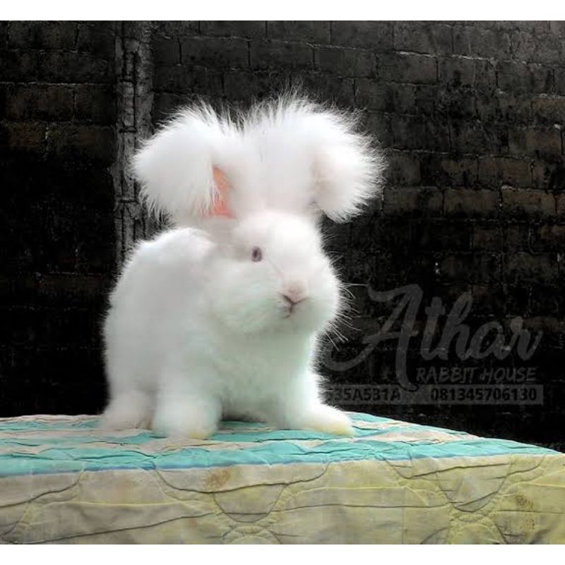 animals babies and bunnies image baby animals pictures cute animals cute funny animals on pet rabbits for sale in trivandrum