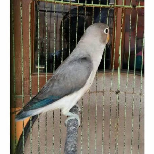 TERLARIS Lovebird Ewing Blue HGS0X-86