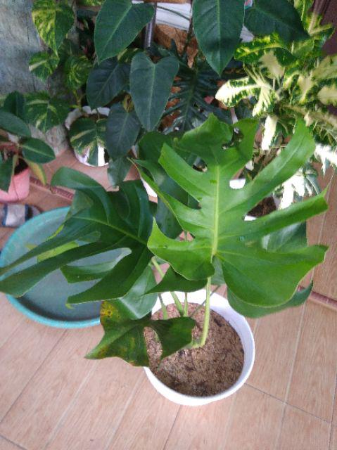 Monstera Deliciosa Medium Philodendron Pot 30 Cm Plus Media Tanam Ajaib
