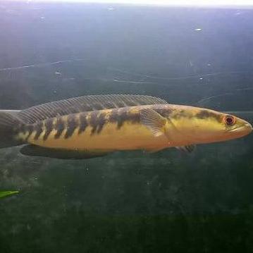 『3.3 SALE』 Channa yellow maru 10-15 cm ikan hias predator fish berkualitas TERBARU/3.3 FLASH SALE/〖3