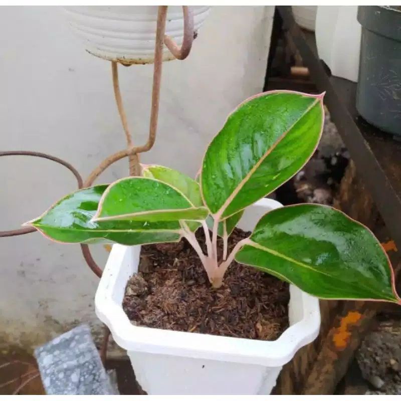 jual Tanaman Hias Aglonema lipstik flamingo