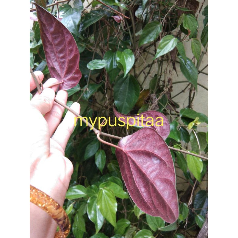 GROSIR DAUN SIRIH MERAH / SIRIH MERAH SEGAR / SIRIH MERAH ORGANIK
