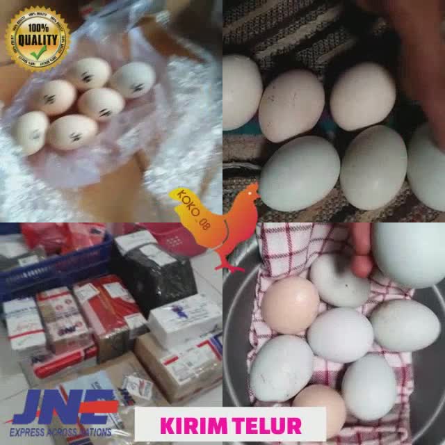 Jual PAKET 5 BUTIR TELUR AYAM PILIPIN PHILIPINE PHILPIN ASLI BUKAN AYAM