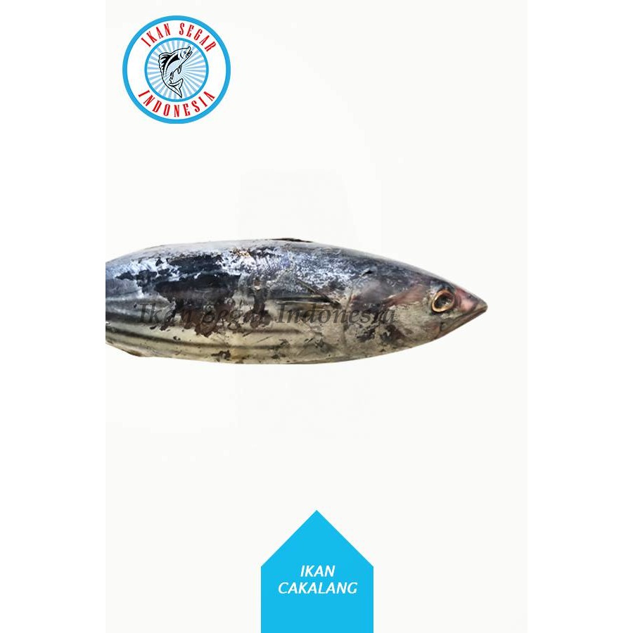 

IKAN CAKALANG / 2-4 ekor/ 900-1000 gr