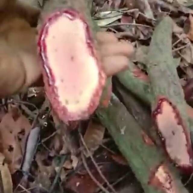 

bajakah tampala super/spatholobus ferregunius