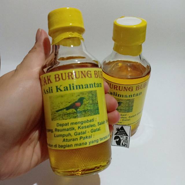 Minyak Burung Bubut Butbut Asli Kalimantan Shopee Indonesia
