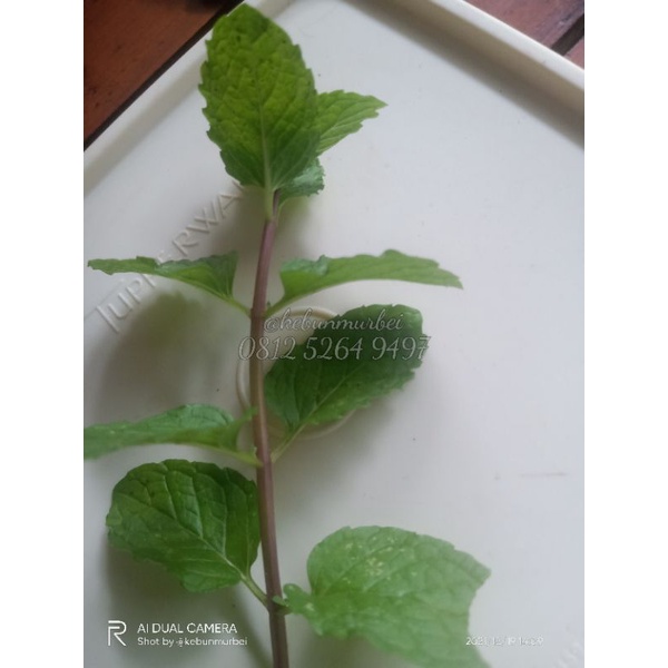

Daun Mint Murah Pertangkai