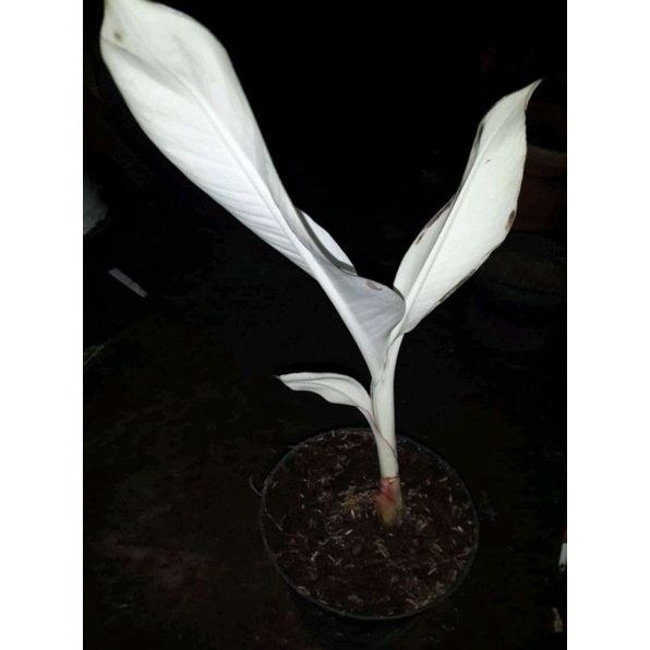 Tanaman Hias Koleksi Langka Pisang Variegata Albino Remaja Real