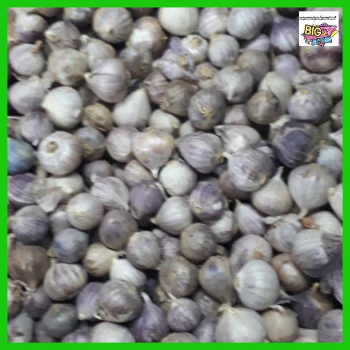 

obatlabreh- bawang putih tunggal super/bawang lanang -aslii.