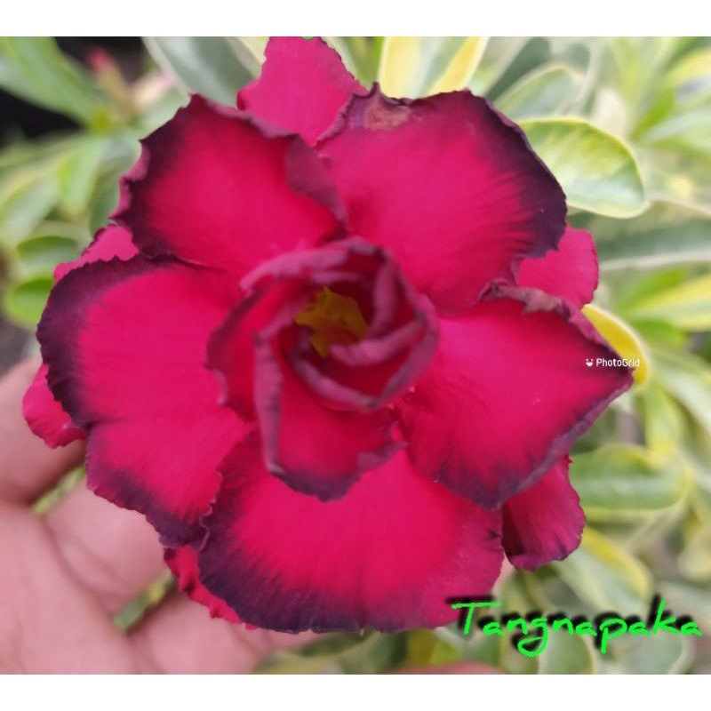 Adenium Grafting Bunga Tumpuk Daun Varigata