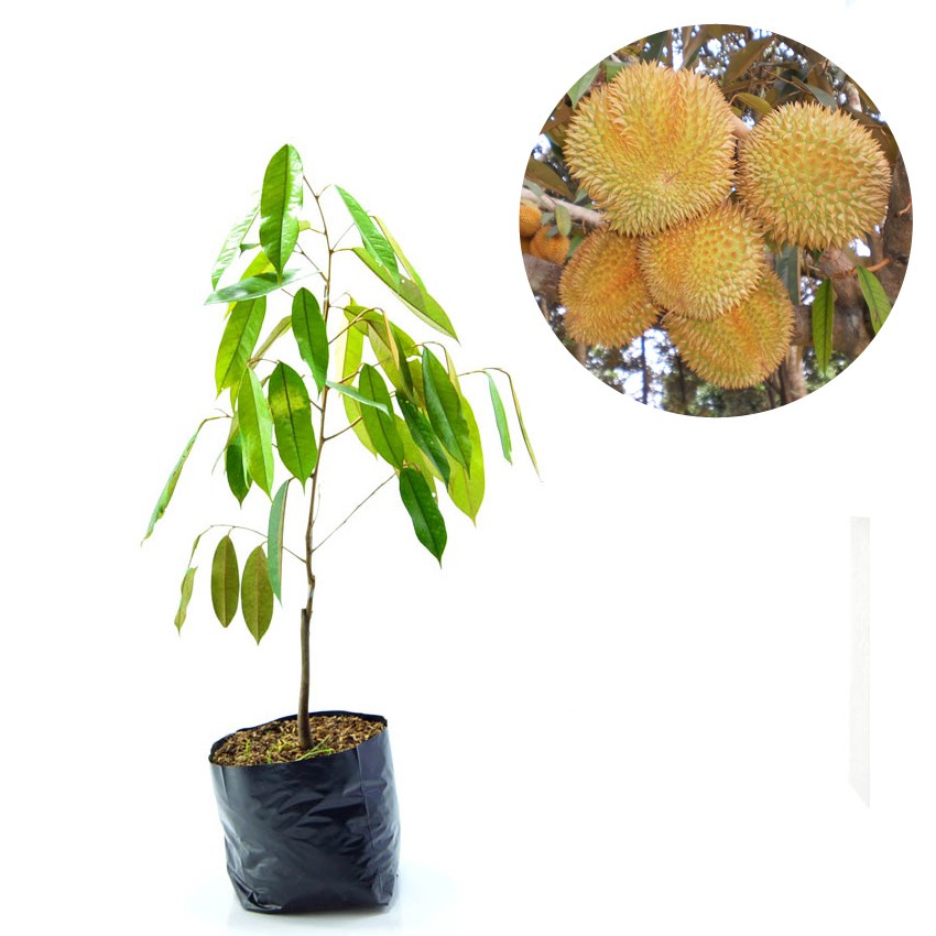 Bibit Tanaman Buah Durian Matahari