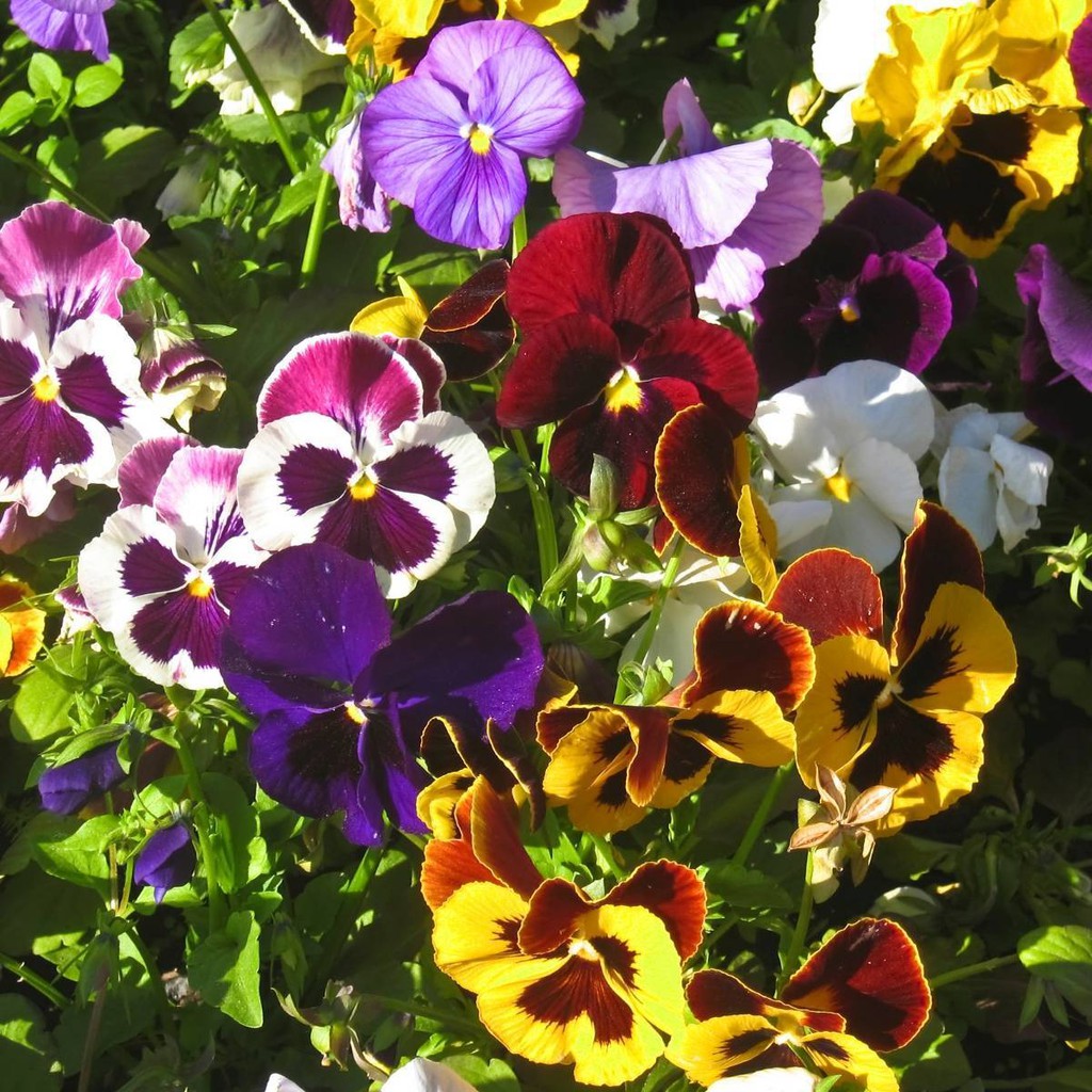 Benih Bibit Biji - Bunga Pansy Swiss Giant Mixed Colors (Viola x wittrockiana) Flower Seeds - IMPORT