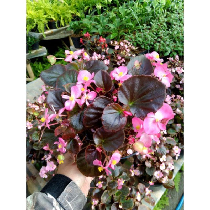 BEGONIA CUCULLATA  begonia bunga pink