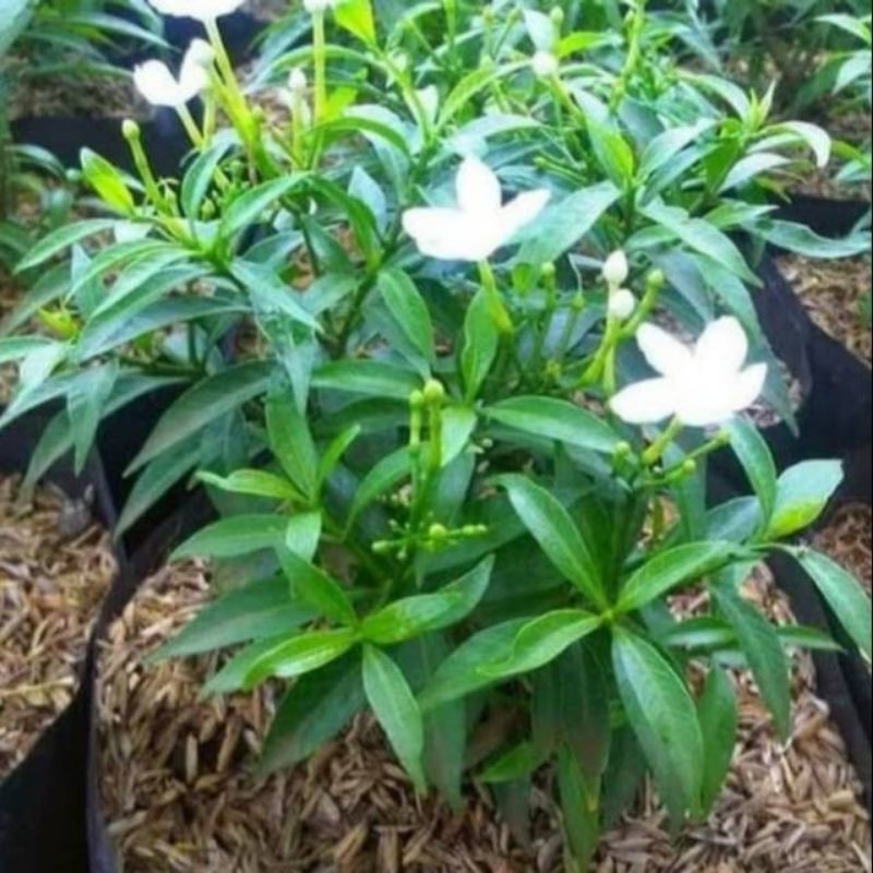 Jual Bibit tanaman hias melati mini/rombusa mini tabernaemontana ...