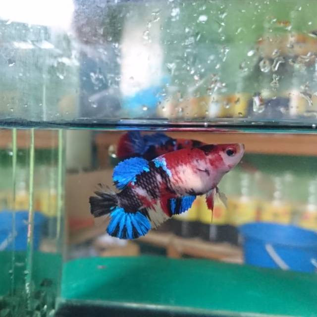 

Ikan cupang koi galaxy multi color