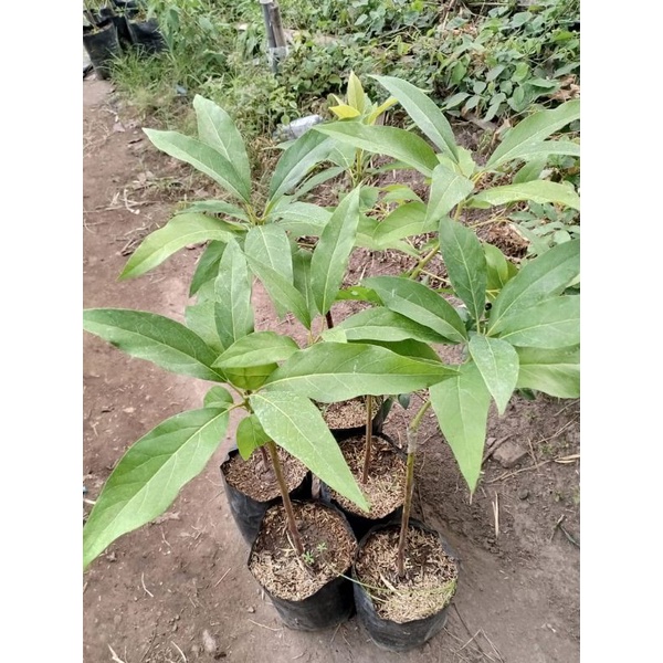 bibit alpukat avozilla import