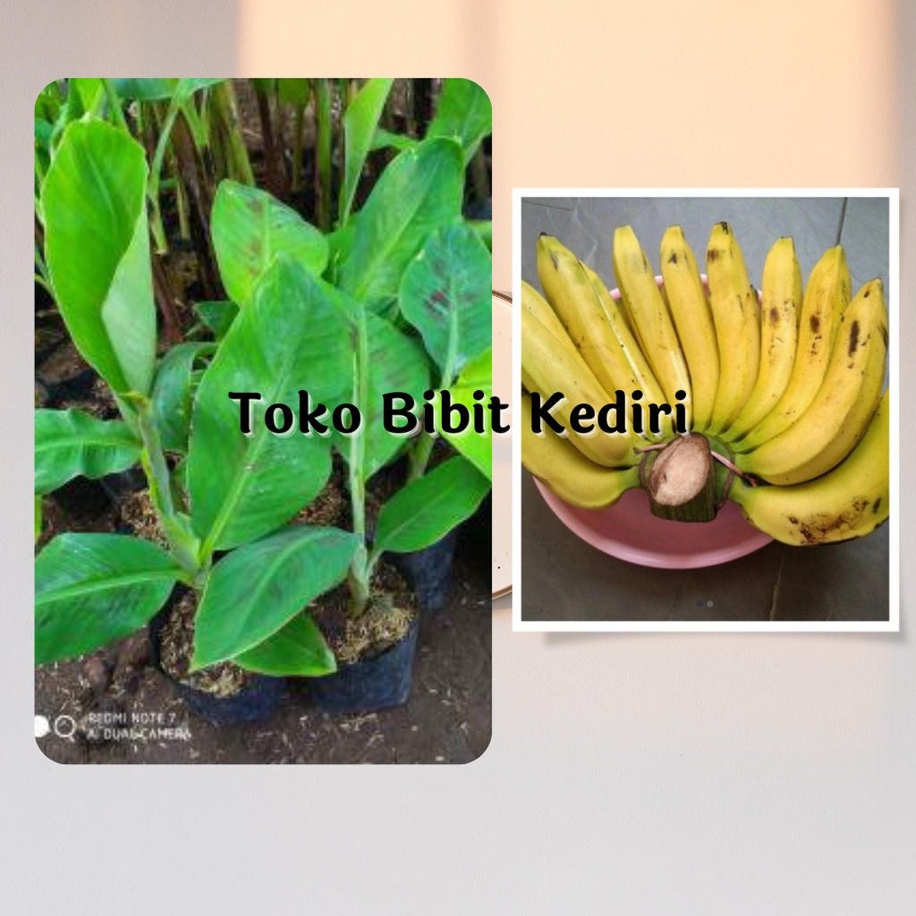 Bibit Ambon Kuning/Ambon Warangan