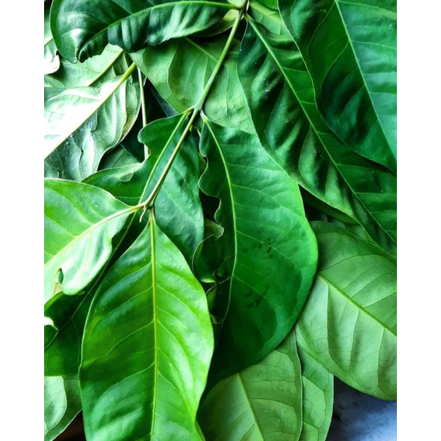 

Daun salam