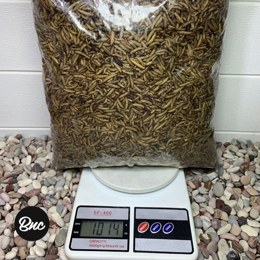 Maggot BSF Kering Magot Dry Maggot Pakan Ikan Terbaik Tidak Berminyak Kualitas Terbaik 1 Kg
