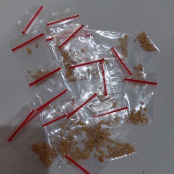 (10biji) bibit/benih terong asam pontianak