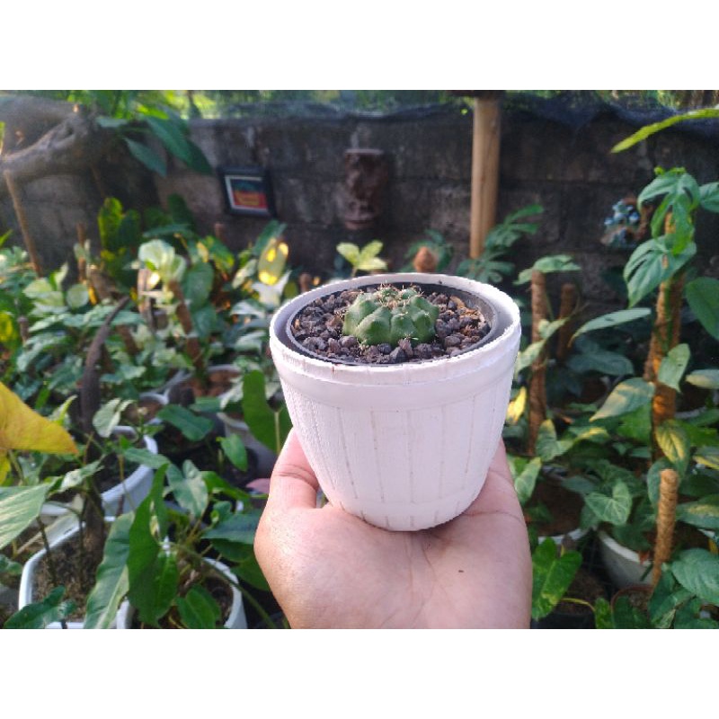 Kaktus Gymno Damsi Anakan