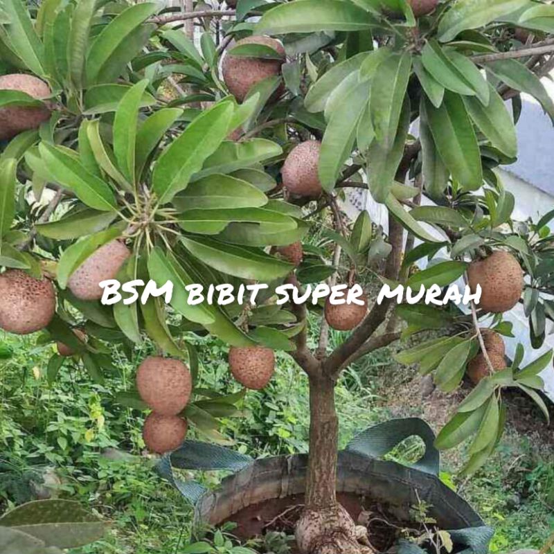 Bibit Sawo Jumbo okulasi