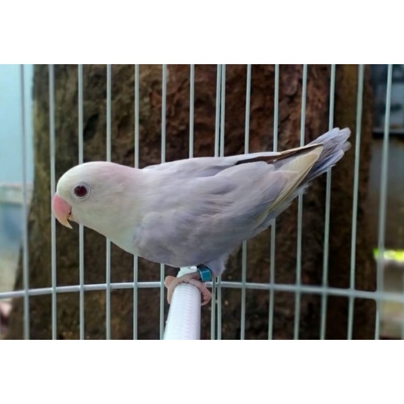 Burung Lovebird Pf Violet Betina dan PB Cremino mm Jantan
