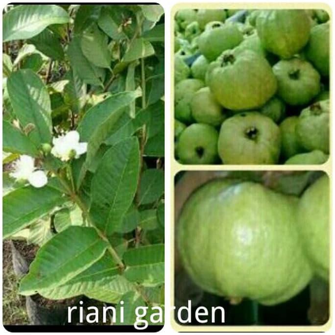 Benih Bibit Jambu Kristal Berbunga #_*