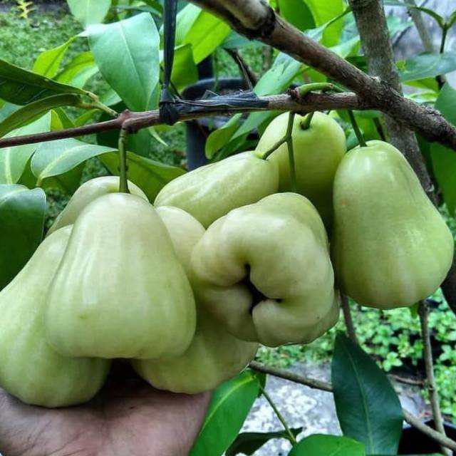 Tanaman Jambu Air Camplong